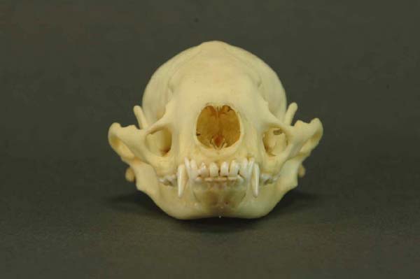 ニホンアナグマの頭骨を見る