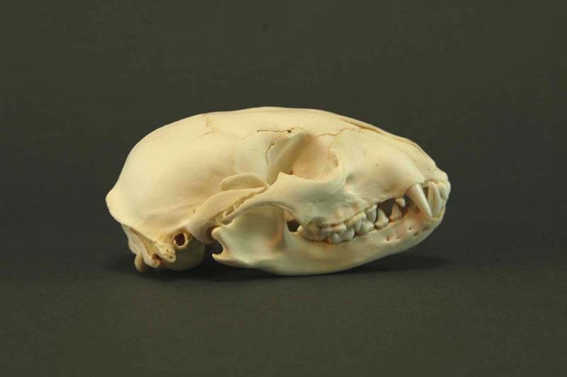 アライグマの頭骨