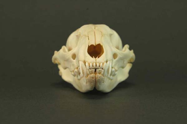 アライグマの頭骨