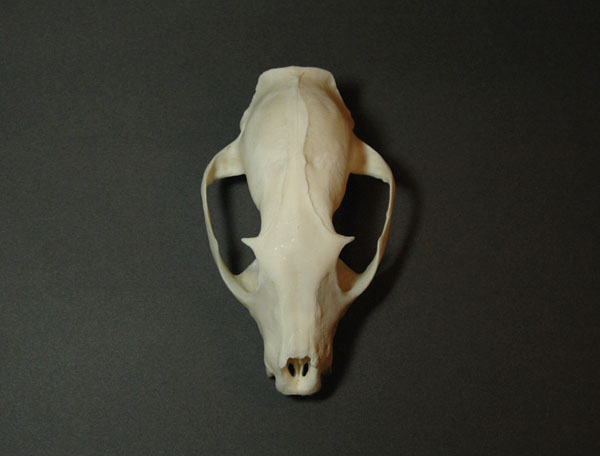 セール激安商品 インドジャコウネコ 頭骨 - アンティーク/コレクション