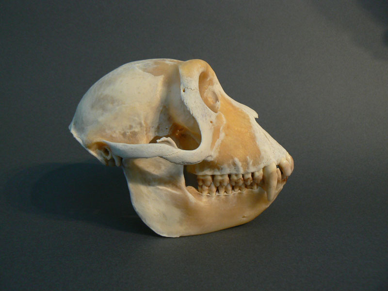 ニホンザルの頭骨